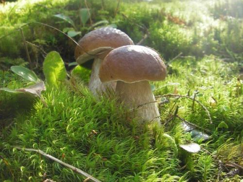 В каком месяце растут белые грибы. Когда появляются первые белые грибы в лесу?