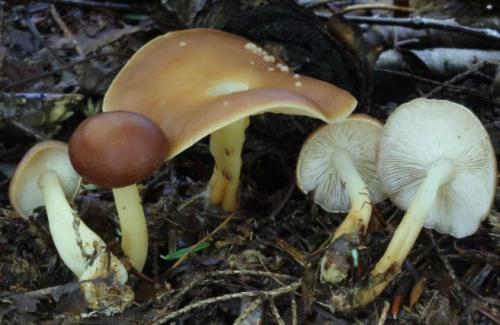 Где растут опята. Опята – описание с фото. Польза и вред для организма человека