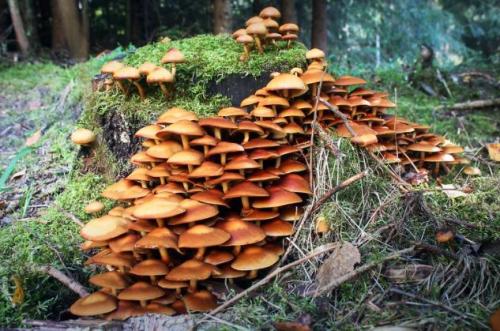 Где растут опята. Опята – описание с фото. Польза и вред для организма человека