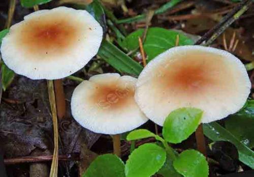 Как быстро растут грибы на примере опят. Условия для роста весенних, летних и осенних опят в лесу (с видео) 17 Как быстро растут грибы на примере опят. Условия для роста весенних, летних и осенних опят в лесу (с видео) 17