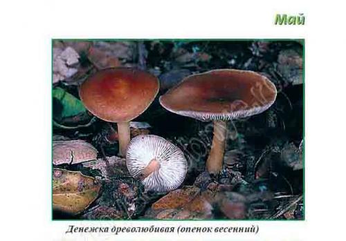 Как быстро растут грибы на примере опят. Условия для роста весенних, летних и осенних опят в лесу (с видео) 18 Как быстро растут грибы на примере опят. Условия для роста весенних, летних и осенних опят в лесу (с видео) 18