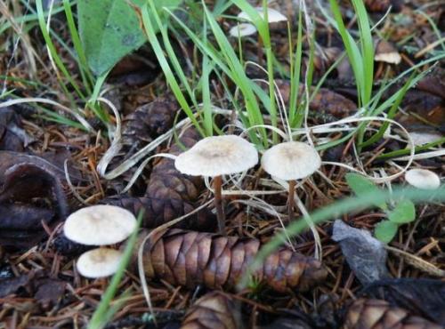 Где растут опята. Опята – описание с фото. Польза и вред для организма человека