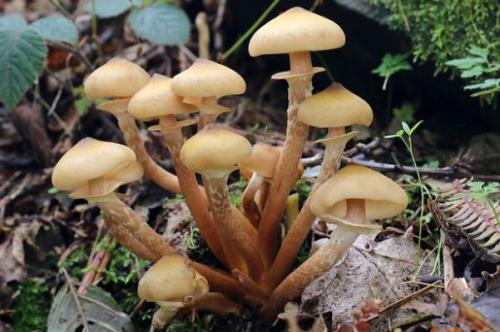 Где растут опята. Опята – описание с фото. Польза и вред для организма человека