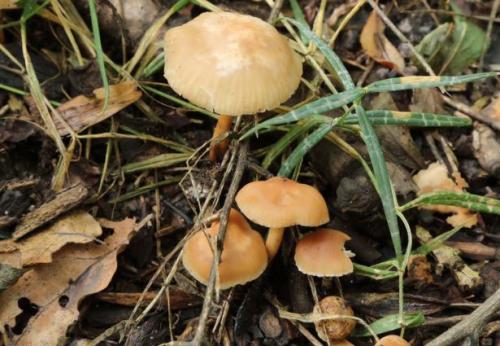 Где растут опята. Опята – описание с фото. Польза и вред для организма человека