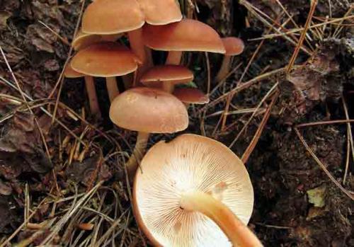 Как быстро растут грибы на примере опят. Условия для роста весенних, летних и осенних опят в лесу (с видео) 15 Как быстро растут грибы на примере опят. Условия для роста весенних, летних и осенних опят в лесу (с видео) 15