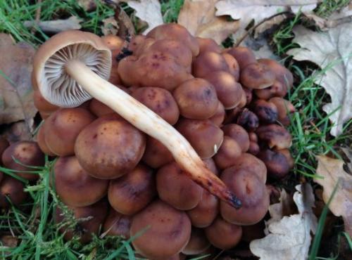 Где растут опята. Опята – описание с фото. Польза и вред для организма человека