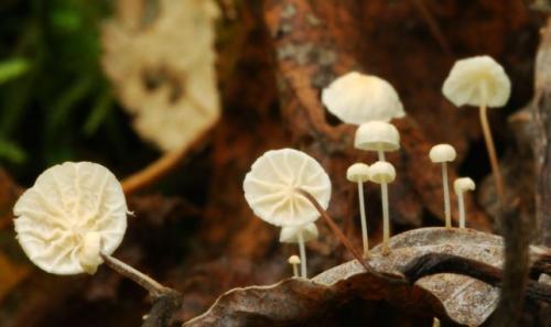 Где растут опята. Опята – описание с фото. Польза и вред для организма человека