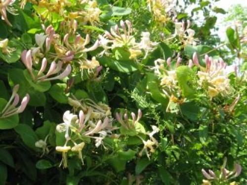 Обрезка и подкормка жимолости весной. Весенняя подкормка и полив 06