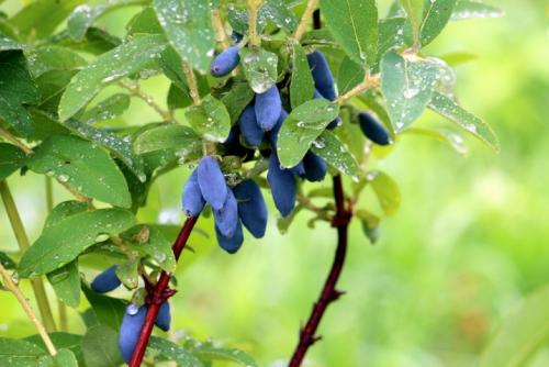 Обрезка и подкормка жимолости весной. Весенняя подкормка и полив 10