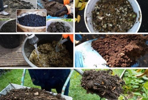 Обрезка и подкормка жимолости весной. Весенняя подкормка и полив 09