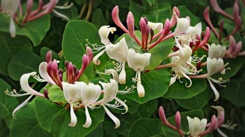 Обрезка жимолости каприфоль. Как выглядит каприфоль и как выращивать жимолость?