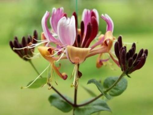 Обрезка и подкормка жимолости весной. Весенняя подкормка и полив 05