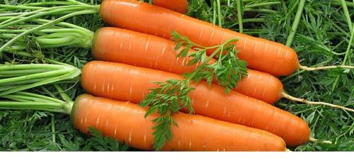 Когда убирают морковь в средней полосе. Сроки созревания разных сортов моркови