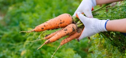 Когда убирают морковь в средней полосе. Сроки созревания разных сортов моркови