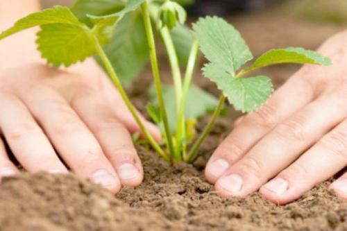 Как подготовить грядку для осенней посадки клубники. Сроки