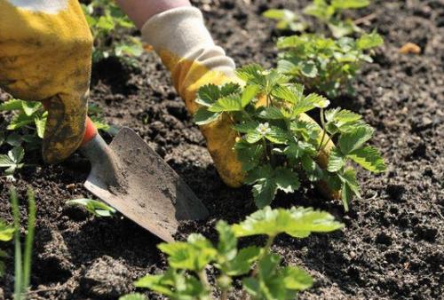 Чем удобрить землю перед посадкой клубники. Как правильно выбрать и купить клубнику на посадку