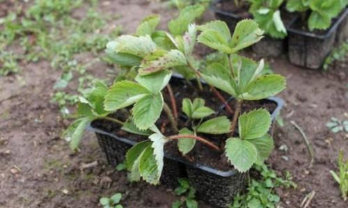 Чем удобрить землю перед посадкой клубники. Как правильно выбрать и купить клубнику на посадку