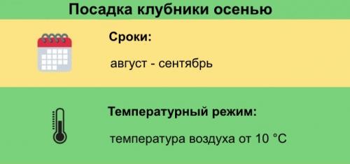 Как подготовить грядку для осенней посадки клубники. Сроки