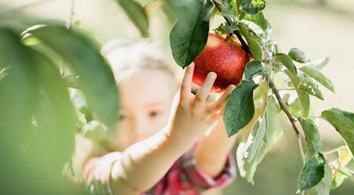 Как сохранить яблоки на зиму свежими в квартире. Правила снятия плодов с дерева 13