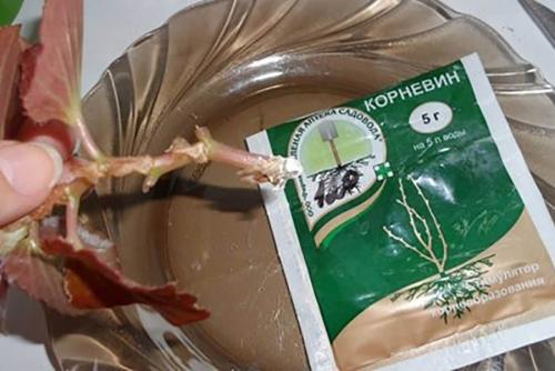 Как укоренить черенки. Секреты успешного укоренения черенков