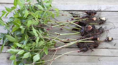 Черенок, как срезать. КАК ПРАВИЛЬНО НАРЕЗАТЬ ЧЕРЕНКИ. 11 Черенок, как срезать. КАК ПРАВИЛЬНО НАРЕЗАТЬ ЧЕРЕНКИ. 11