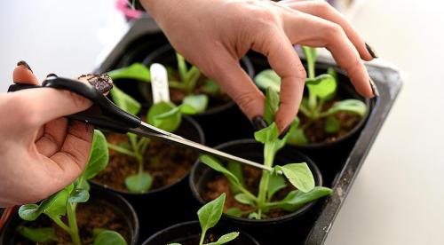 Черенок, как срезать. КАК ПРАВИЛЬНО НАРЕЗАТЬ ЧЕРЕНКИ. 14 Черенок, как срезать. КАК ПРАВИЛЬНО НАРЕЗАТЬ ЧЕРЕНКИ. 14