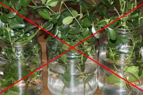 Как укоренить черенки. Секреты успешного укоренения черенков