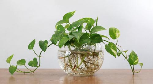 Черенок, как срезать. КАК ПРАВИЛЬНО НАРЕЗАТЬ ЧЕРЕНКИ. 13 Черенок, как срезать. КАК ПРАВИЛЬНО НАРЕЗАТЬ ЧЕРЕНКИ. 13