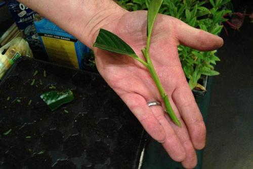 Как укоренить черенки. Секреты успешного укоренения черенков