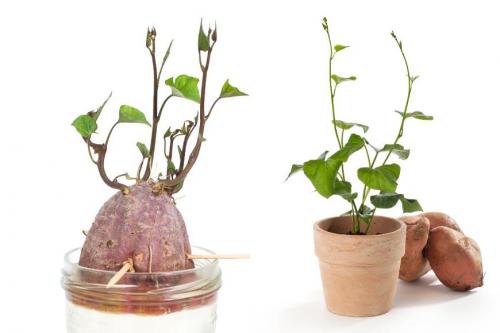 Черенок, как срезать. КАК ПРАВИЛЬНО НАРЕЗАТЬ ЧЕРЕНКИ. 17 Черенок, как срезать. КАК ПРАВИЛЬНО НАРЕЗАТЬ ЧЕРЕНКИ. 17