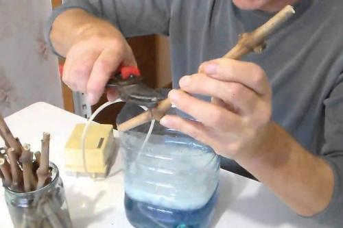 Как укоренить черенки. Секреты успешного укоренения черенков