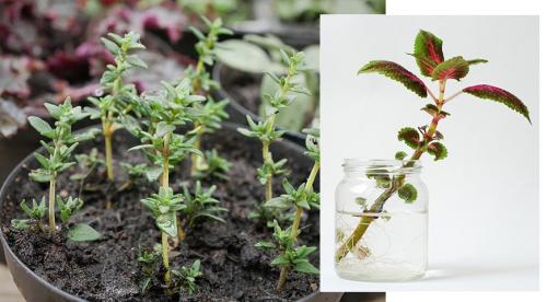 Черенок, как срезать. КАК ПРАВИЛЬНО НАРЕЗАТЬ ЧЕРЕНКИ. 15 Черенок, как срезать. КАК ПРАВИЛЬНО НАРЕЗАТЬ ЧЕРЕНКИ. 15