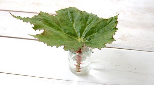 Черенок, как срезать. КАК ПРАВИЛЬНО НАРЕЗАТЬ ЧЕРЕНКИ. 10 Черенок, как срезать. КАК ПРАВИЛЬНО НАРЕЗАТЬ ЧЕРЕНКИ. 10