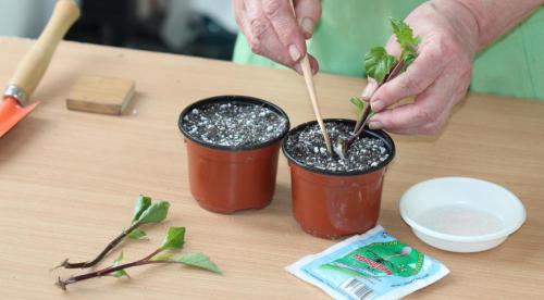 Черенок, как срезать. КАК ПРАВИЛЬНО НАРЕЗАТЬ ЧЕРЕНКИ. 16 Черенок, как срезать. КАК ПРАВИЛЬНО НАРЕЗАТЬ ЧЕРЕНКИ. 16