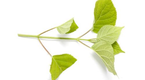 Черенок, как срезать. КАК ПРАВИЛЬНО НАРЕЗАТЬ ЧЕРЕНКИ. 12 Черенок, как срезать. КАК ПРАВИЛЬНО НАРЕЗАТЬ ЧЕРЕНКИ. 12