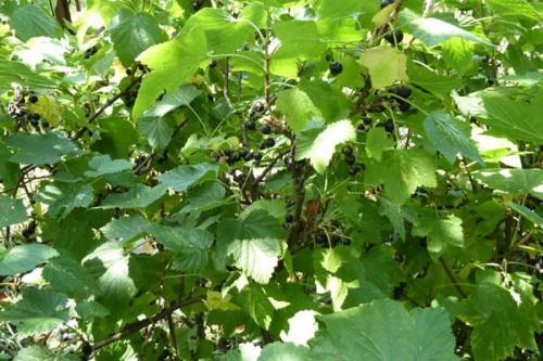 Как укоренить черенки. Секреты успешного укоренения черенков