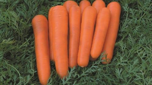 Морковь Детская радость. Среднеранний сорт моркови с повышенным содержанием каротина: Детская сладкая
