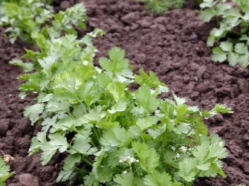 Как избавиться от мышей на участке навсегда. 09