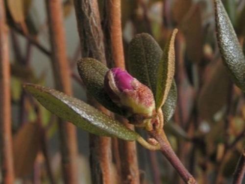 Как избавиться от мышей на участке навсегда. 06