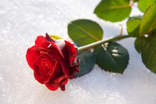 Как нужно правильно укрыть розы на зиму в Подмосковье. Когда