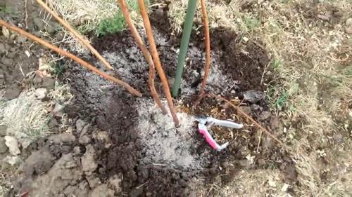 Как прикопать саженцы малины на зиму. Прикопка малины на зиму