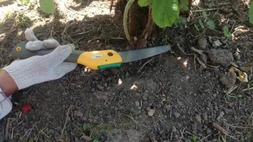 Как прикопать саженцы малины на зиму. Прикопка малины на зиму