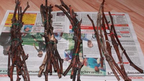 Как прикопать саженцы винограда на зиму. Методы хранения черенков винограда зимой и проращивание весной