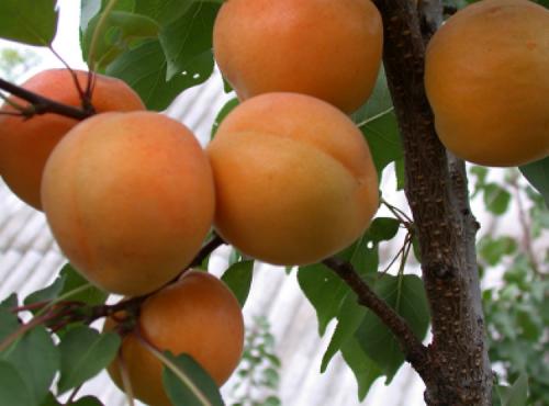 Абрикос агротехника. Выращивание абрикоса: все правила агротехники
