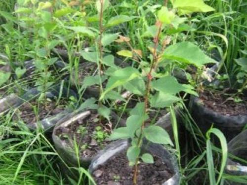 Прикопать саженцы до посадки. Посадить или прикопать саженцы на зиму? 18