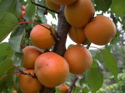 Абрикос агротехника. Выращивание абрикоса: все правила агротехники