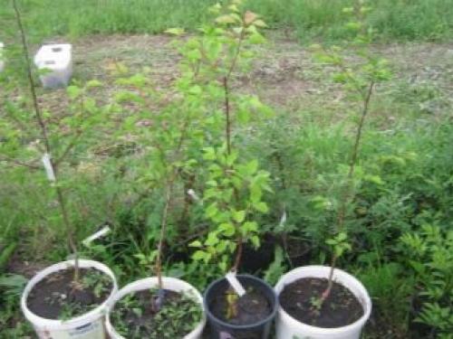 Прикопать саженцы до посадки. Посадить или прикопать саженцы на зиму? 17