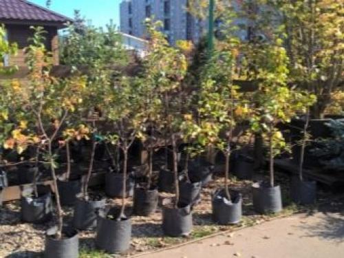 Прикопать саженцы до посадки. Посадить или прикопать саженцы на зиму? 19