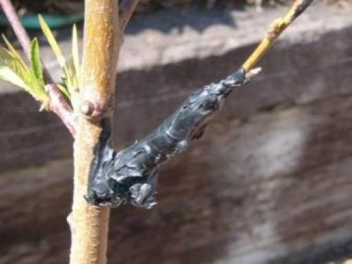 Прикопать саженцы до посадки. Посадить или прикопать саженцы на зиму? 16