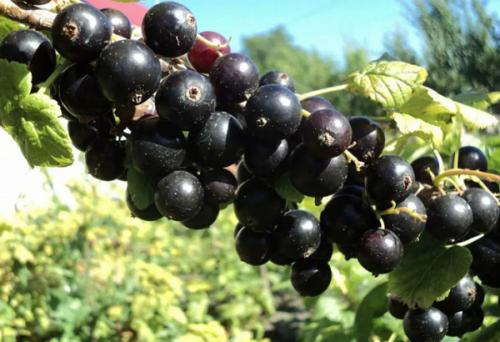 Какие кустарники посадить осенью на даче. Оптимальные сроки по регионам для посадки осенью 04